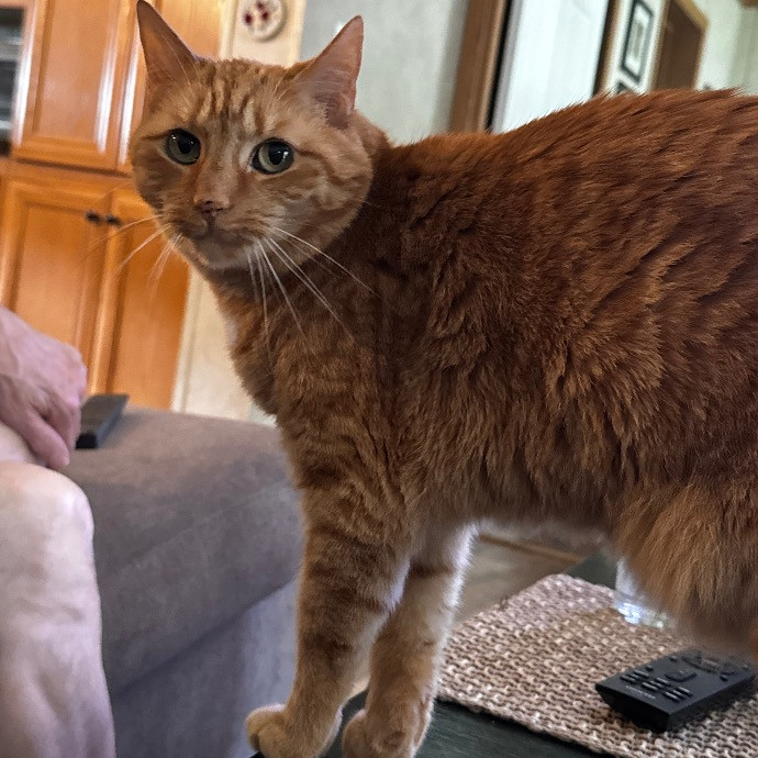 Dan The Cat Man