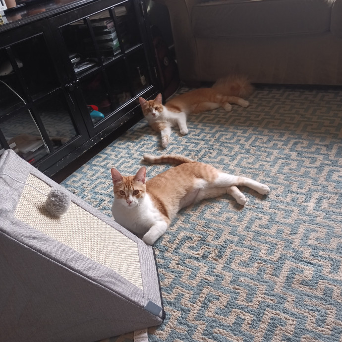 Amanda The Cat Lady