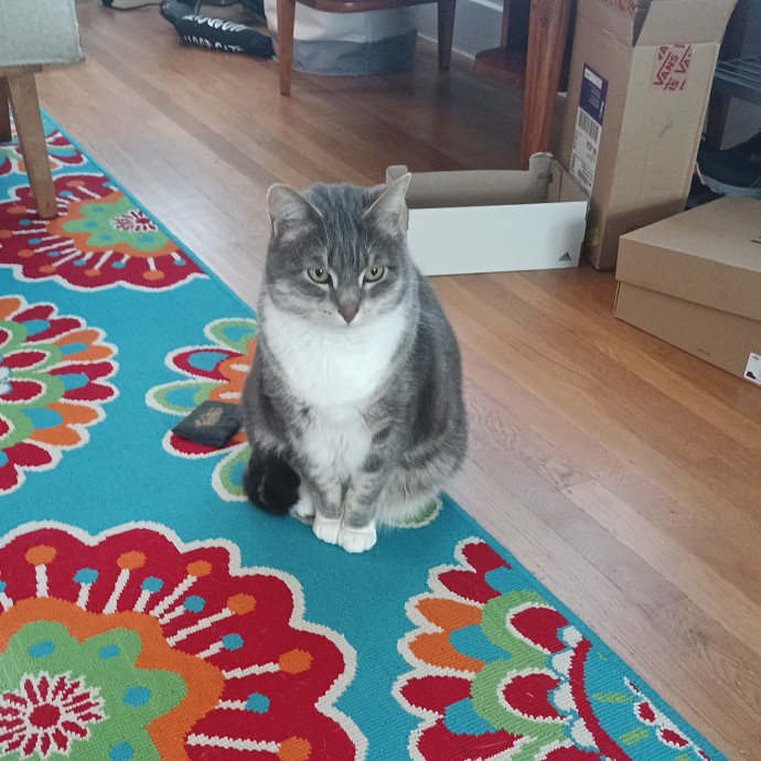 Amanda The Cat Lady photo 3