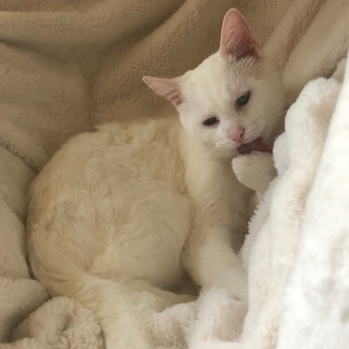 Isa's Cat Concierge