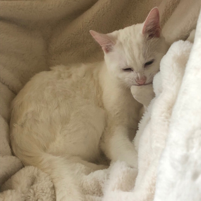 Isa's Cat Concierge