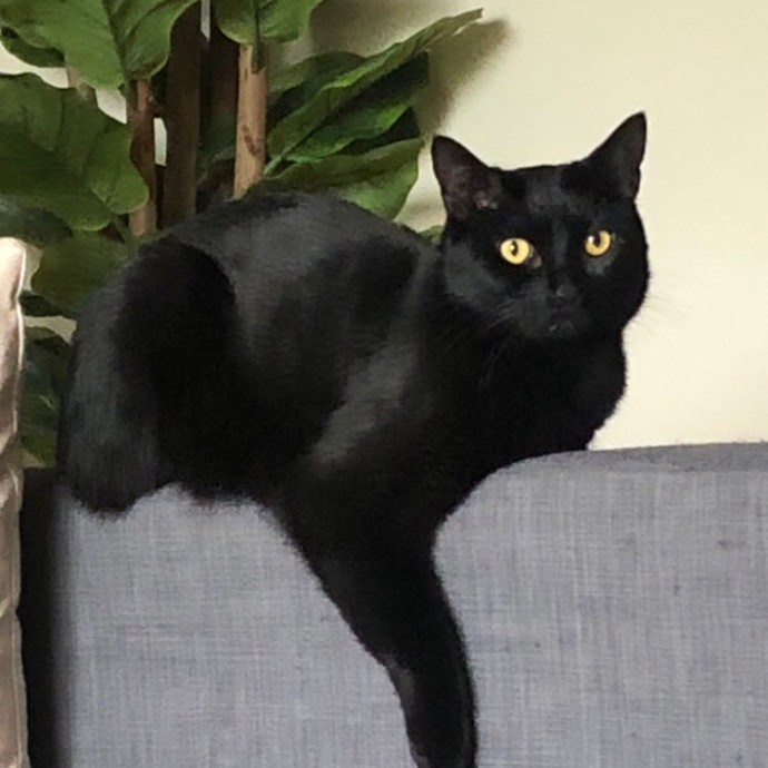 Isa's Cat Concierge
