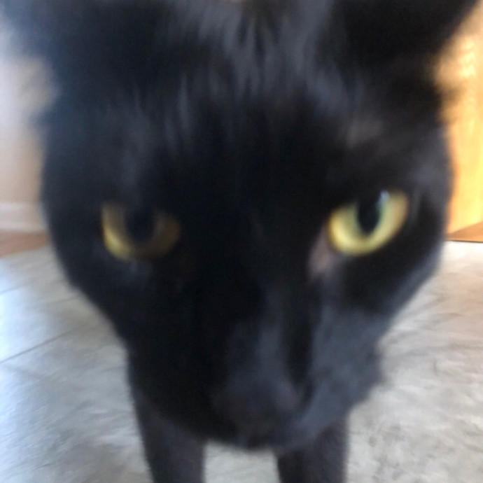 Isa's Cat Concierge