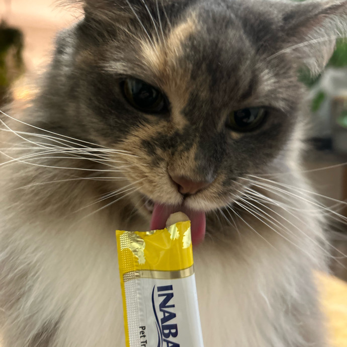 Isa's Cat Concierge