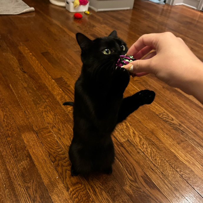 Isa's Cat Concierge