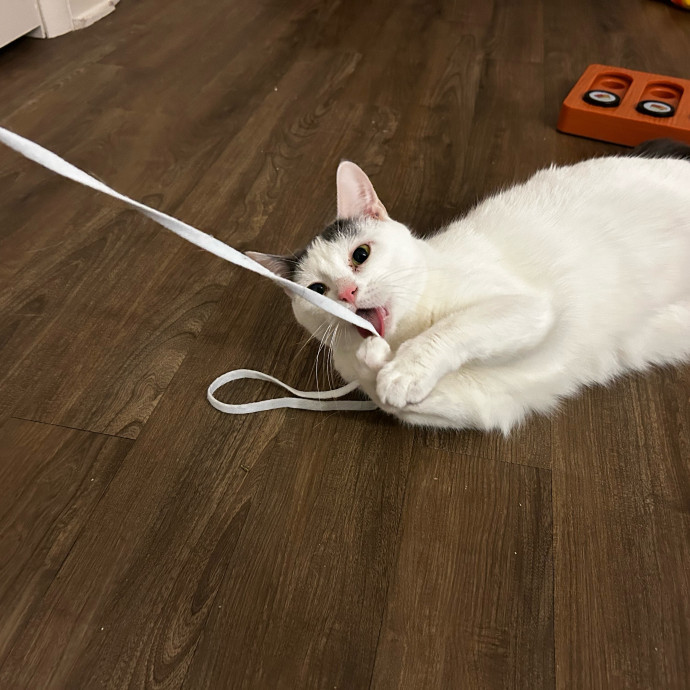 Isa's Cat Concierge