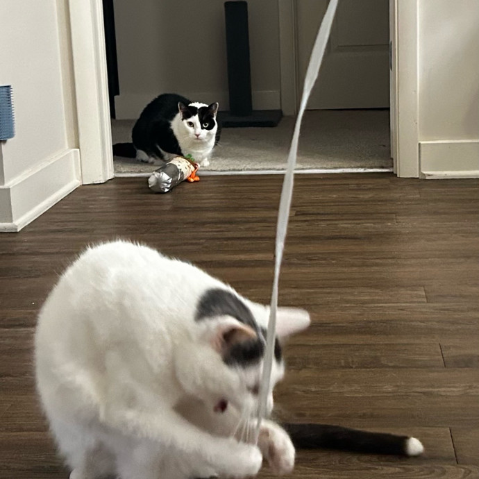 Isa's Cat Concierge photo 3