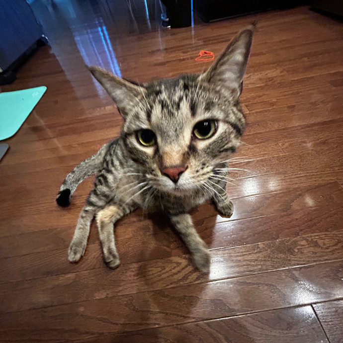 Isa's Cat Concierge photo 2