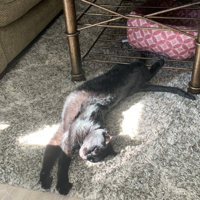 Kitty Companion  Caretaker
