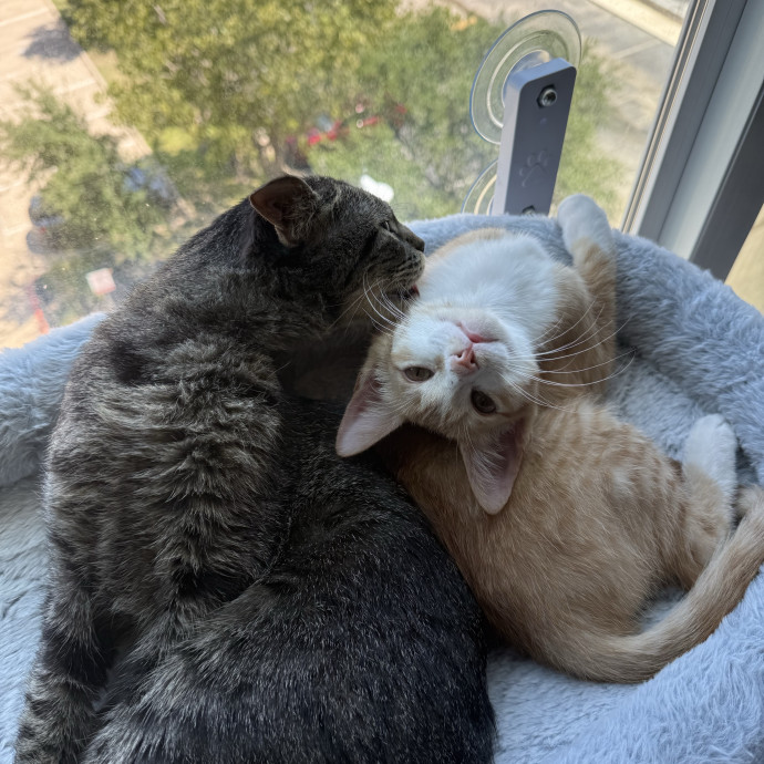Kitty Companion  Caretaker photo 3