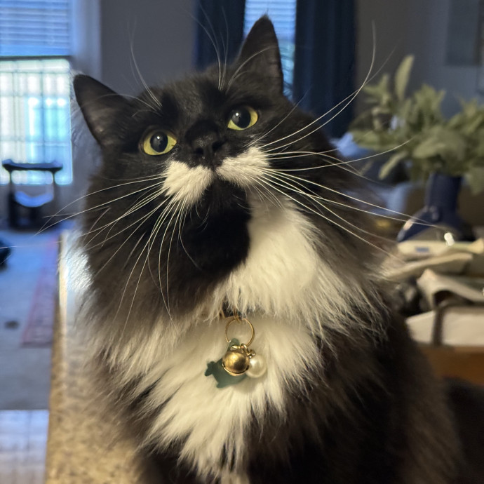 Kitty Companion  Caretaker photo 2