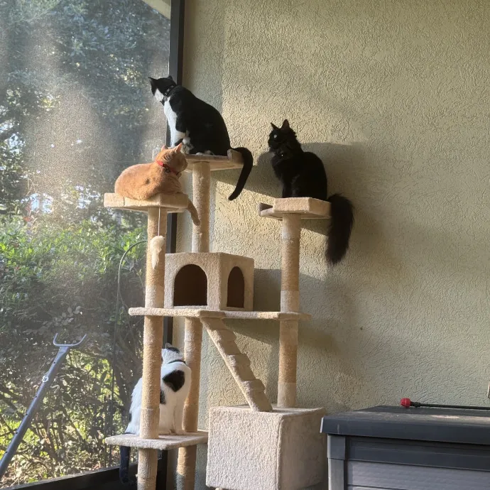 Paws And Peace Of Mind