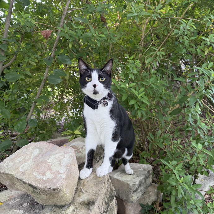 Paws And Peace Of Mind