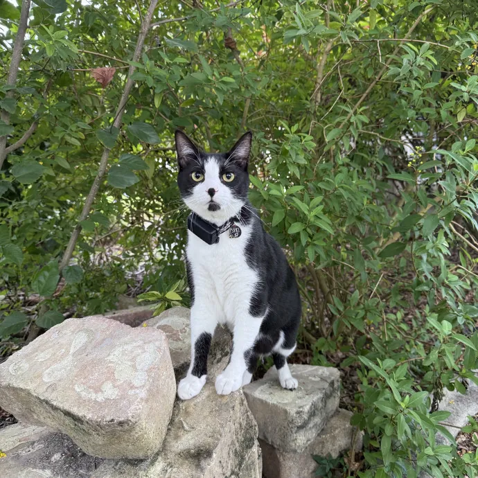 Paws And Peace Of Mind