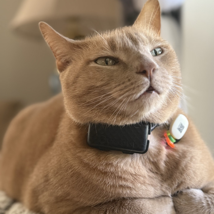 Paws And Peace Of Mind