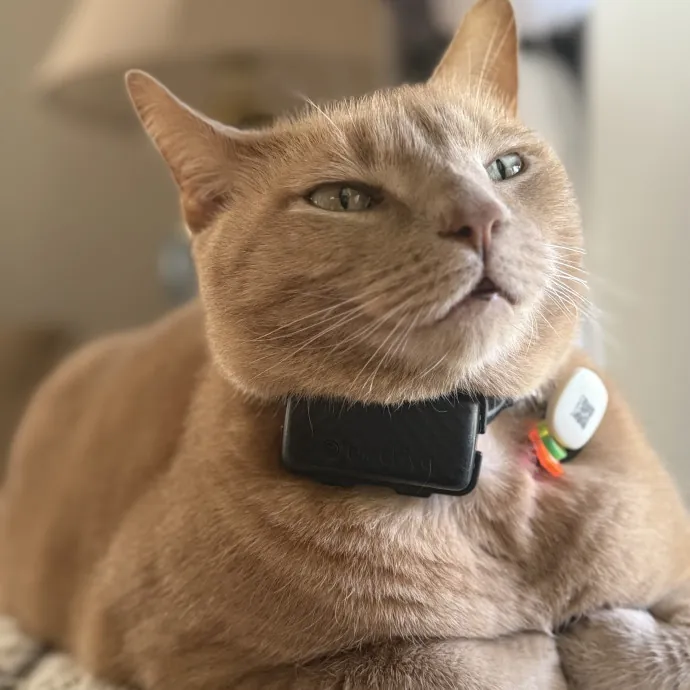 Paws And Peace Of Mind