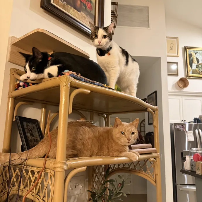 Paws And Peace Of Mind