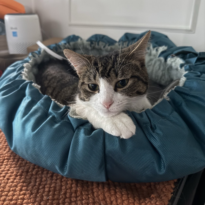 Paws And Peace Of Mind