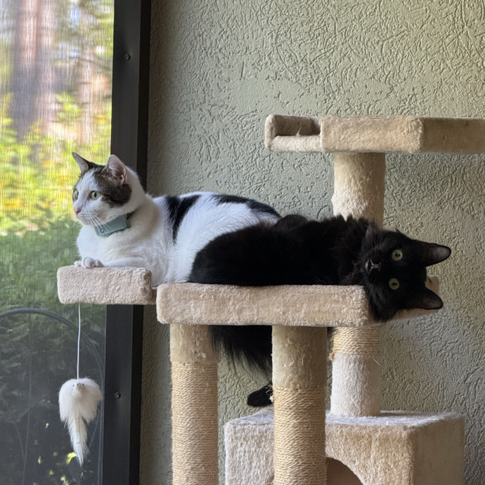 Paws And Peace Of Mind photo 2