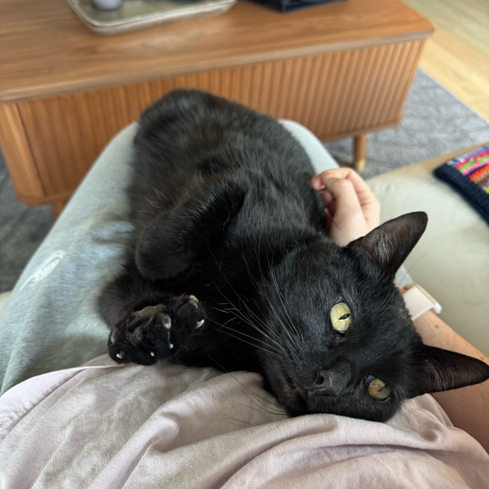 Fur-Endly  Loving Cat Sitter