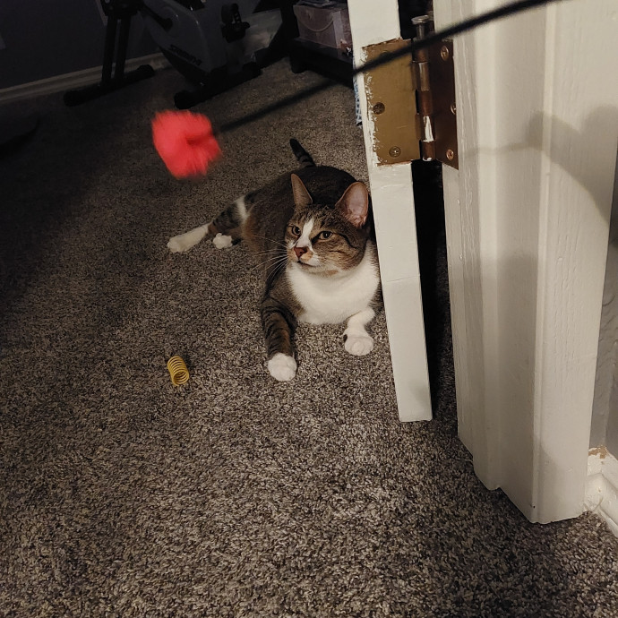 Fur Mom And Reviewed Cat Whisperer