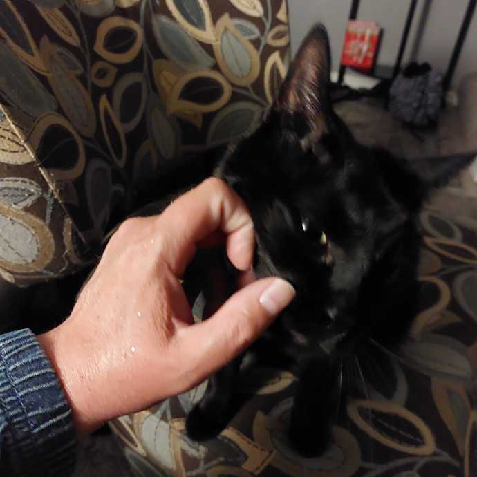 Fur Mom And Reviewed Cat Whisperer