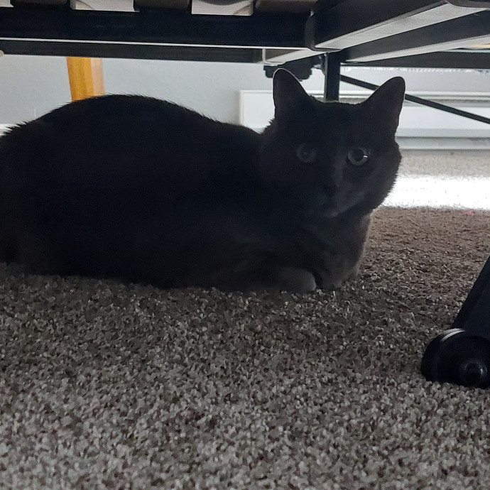 Fur Mom And Reviewed Cat Whisperer