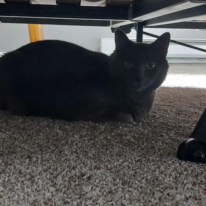Fur Mom And Reviewed Cat Whisperer