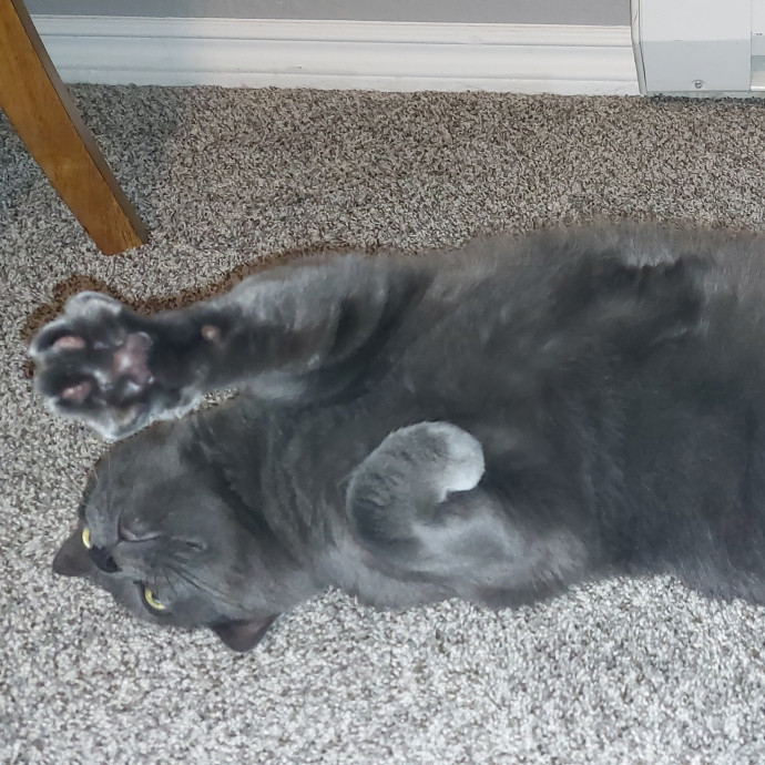 Fur Mom And Reviewed Cat Whisperer