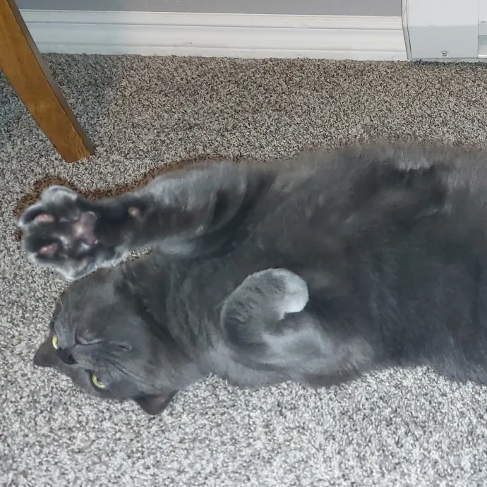 Fur Mom And Reviewed Cat Whisperer