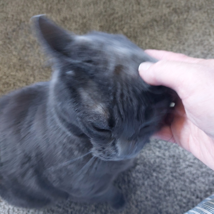 Fur Mom And Reviewed Cat Whisperer