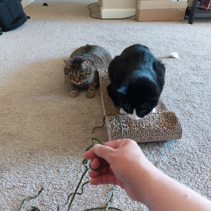 Fur Mom And Reviewed Cat Whisperer
