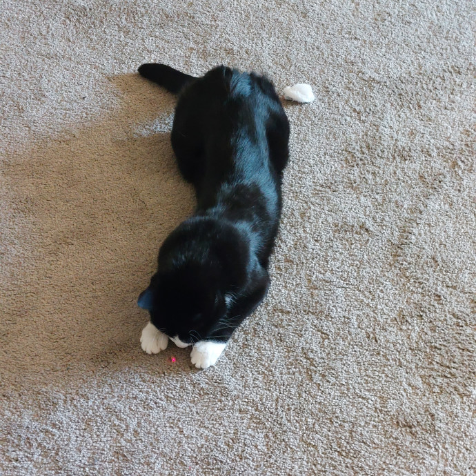 Fur Mom And Reviewed Cat Whisperer