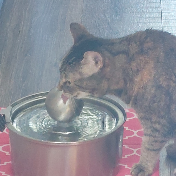 Fur Mom And Reviewed Cat Whisperer