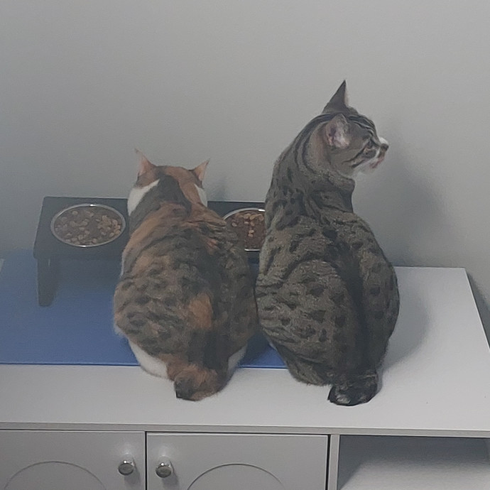 Fur Mom And Reviewed Cat Whisperer