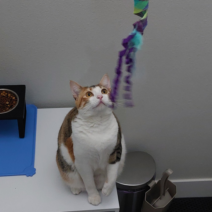 Fur Mom And Reviewed Cat Whisperer
