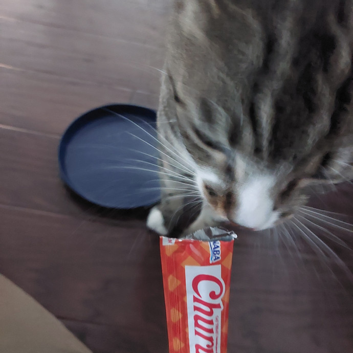 Fur Mom And Reviewed Cat Whisperer