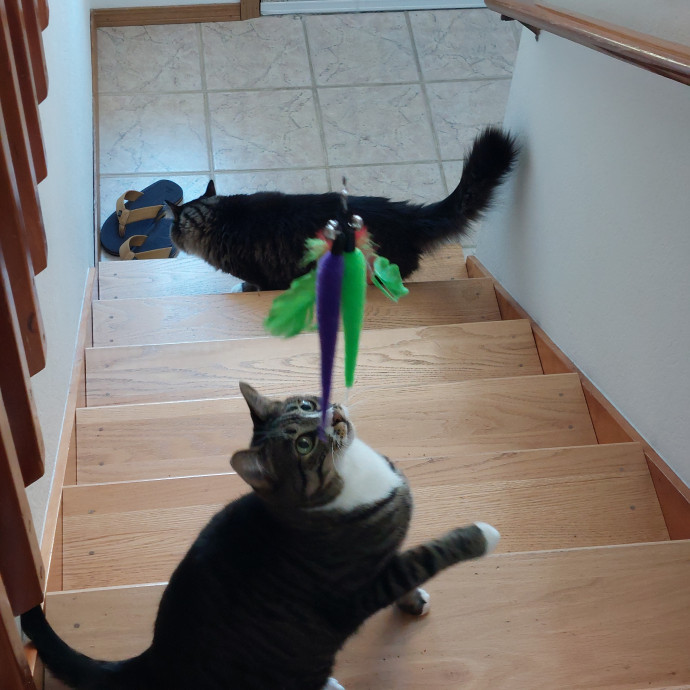 Fur Mom And Reviewed Cat Whisperer