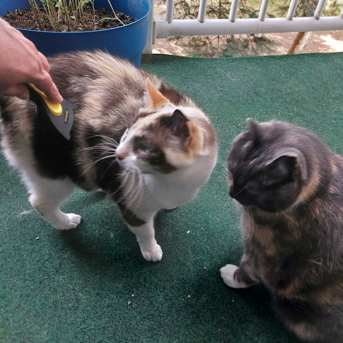 Fur Mom And Reviewed Cat Whisperer