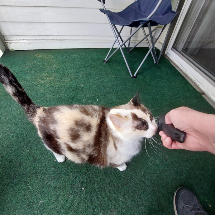 Fur Mom And Reviewed Cat Whisperer