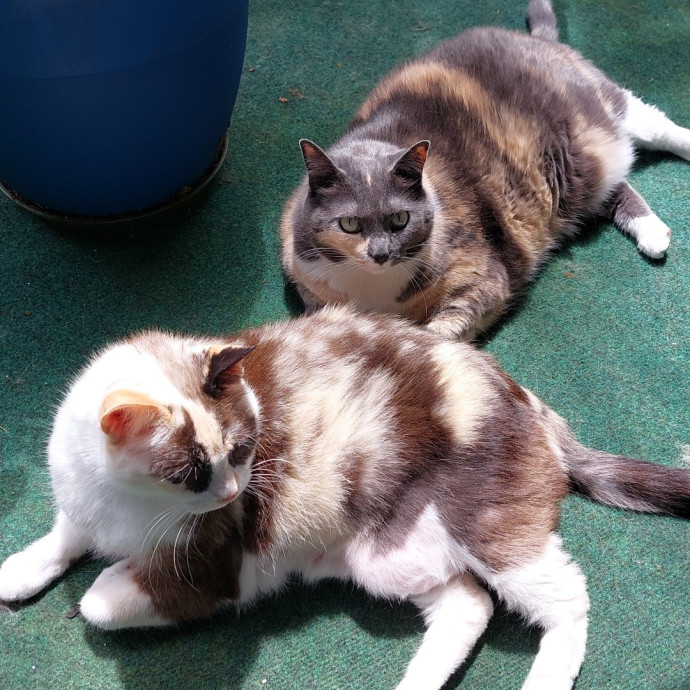 Fur Mom And Reviewed Cat Whisperer