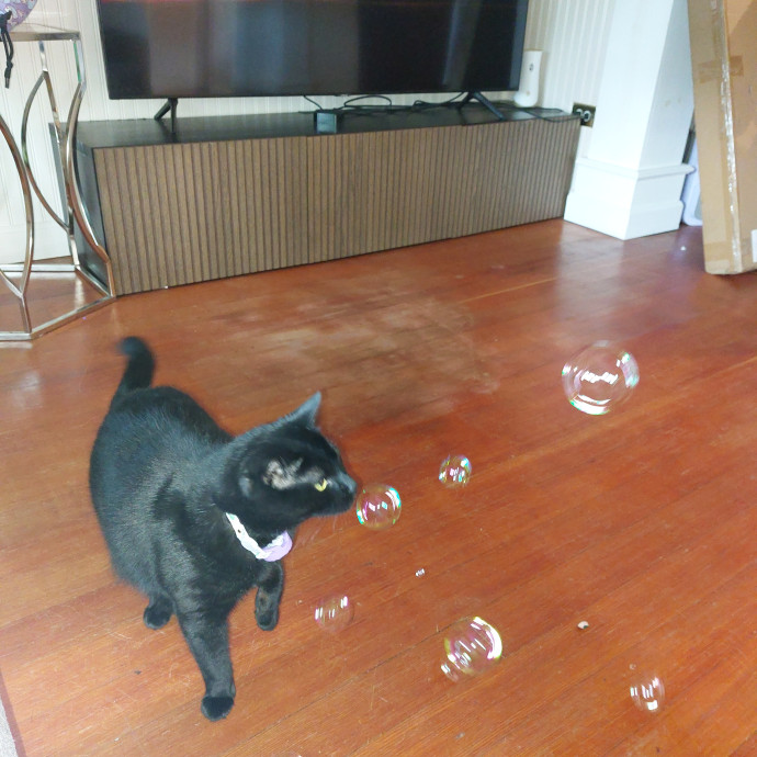Fur Mom And Reviewed Cat Whisperer