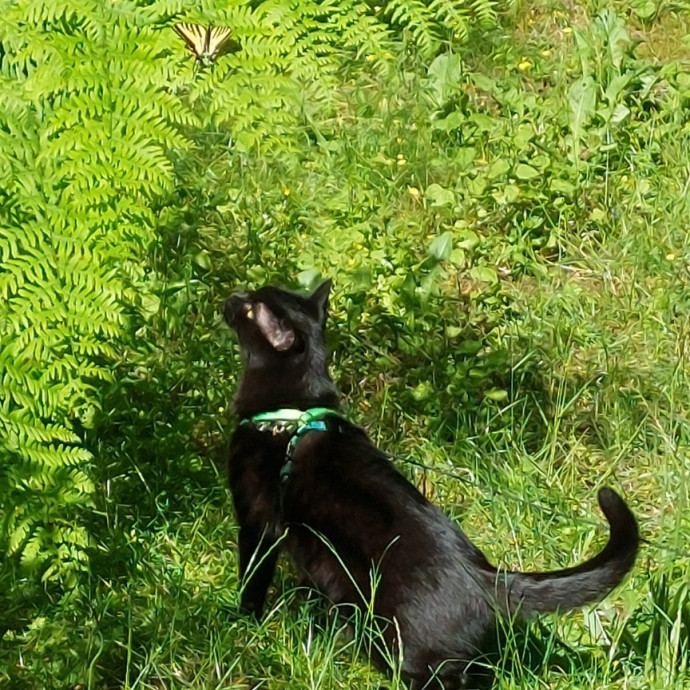 Fur Mom And Reviewed Cat Whisperer photo 3