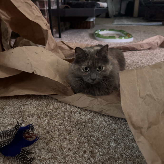 Whisker Watching