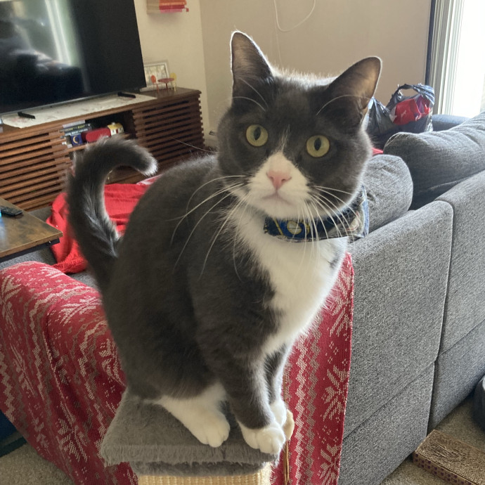 Your Cat's New Favorite Human