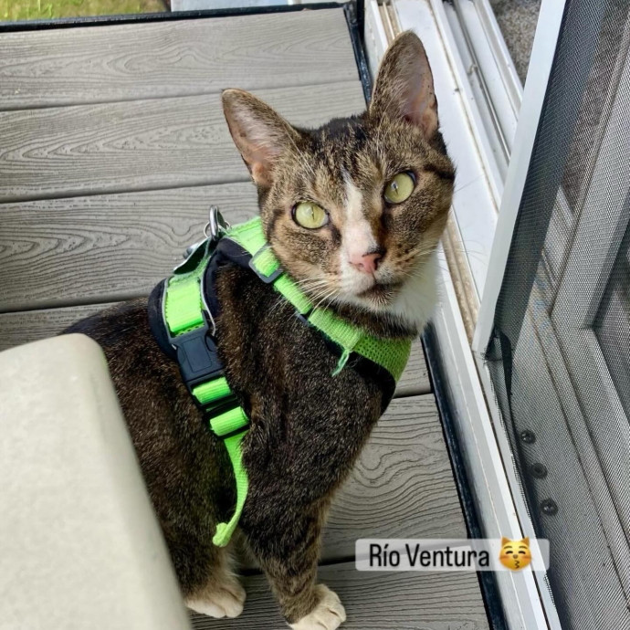 Your Cat's New Favorite Human