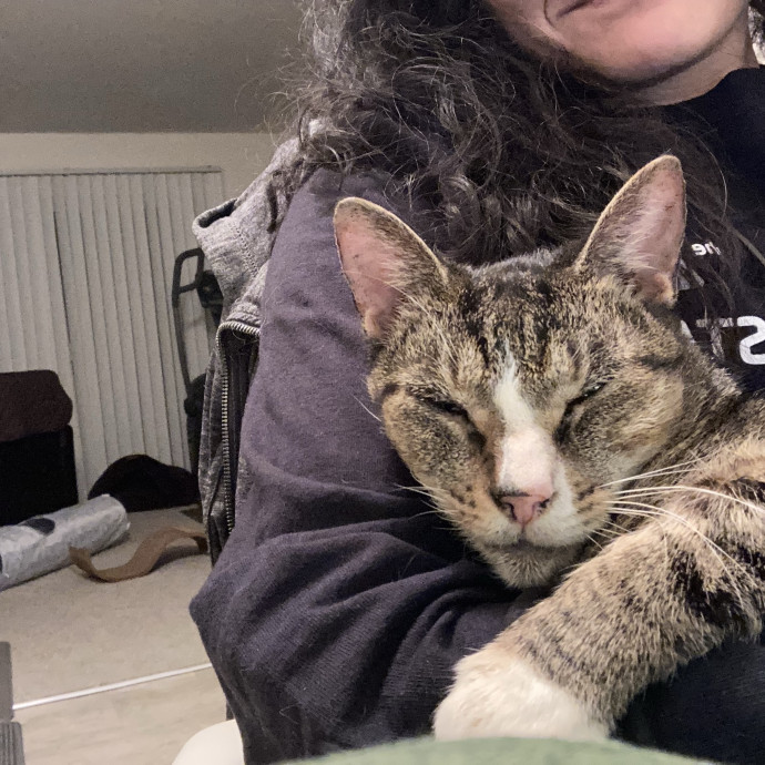 Your Cat's New Favorite Human