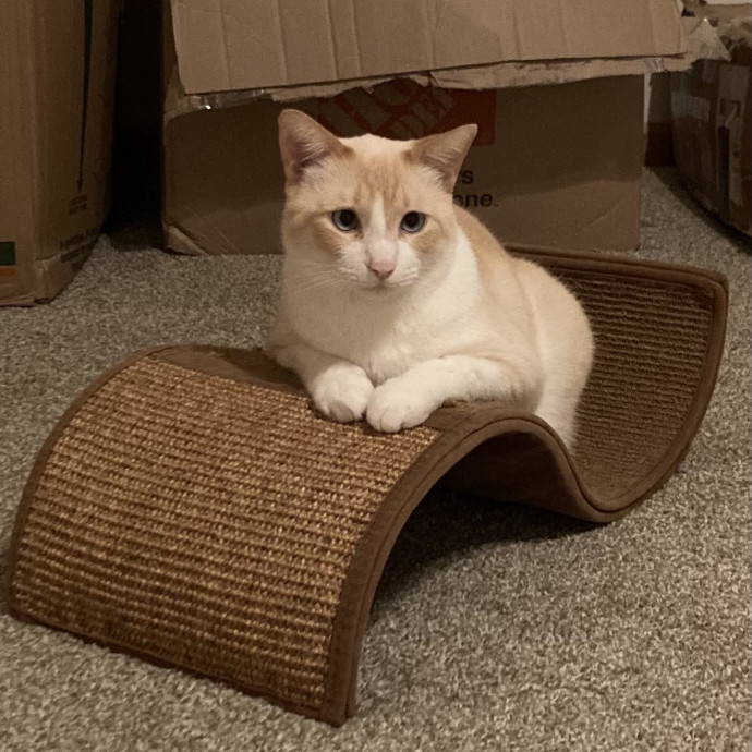 Your Cat's New Favorite Human