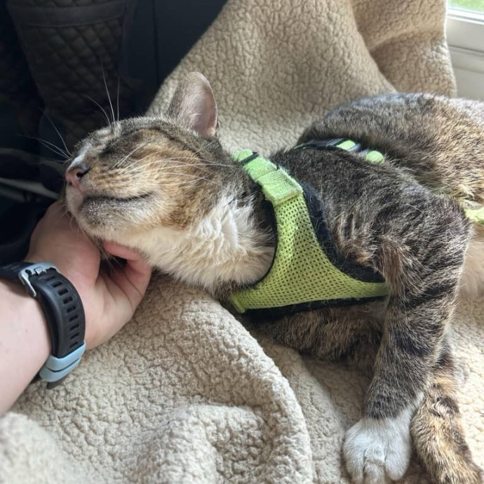 Your Cat's New Favorite Human