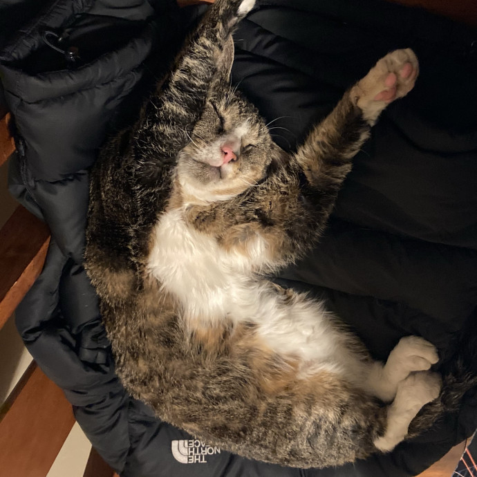 Your Cat's New Favorite Human